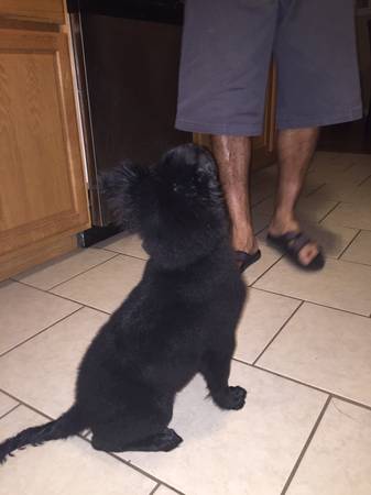 2 month old labrador retriever in need of loving home (st. louis)