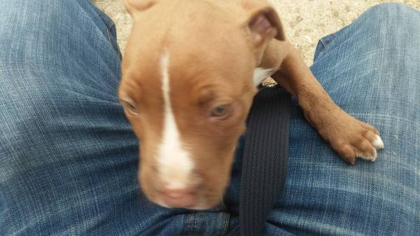 2 month old red nose pitt bull (Norwood)