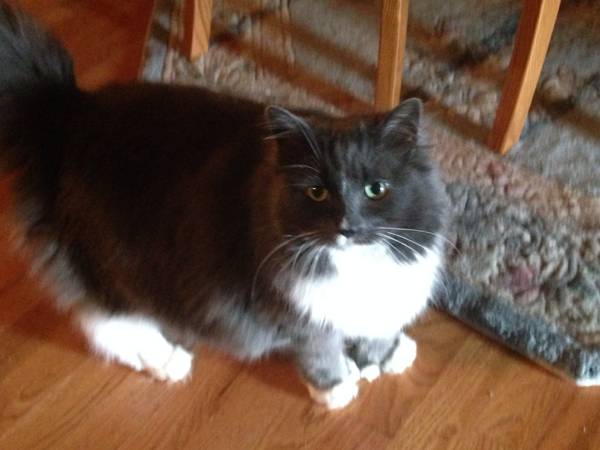 2 older female kitties need new homes (Marysville)