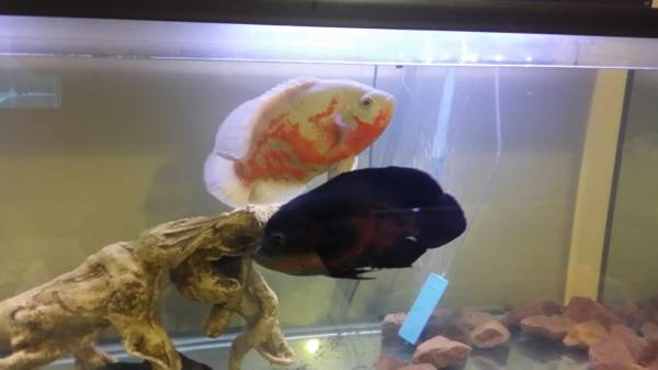 2 oscars fish (United States)