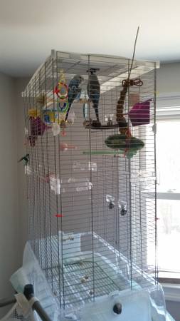 2 Parakeets Female Free (Eddington)