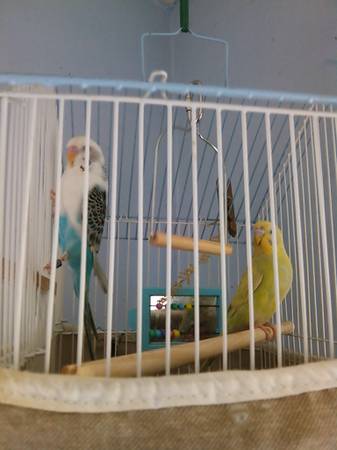 2 parakeets   with  cagefood (williston)