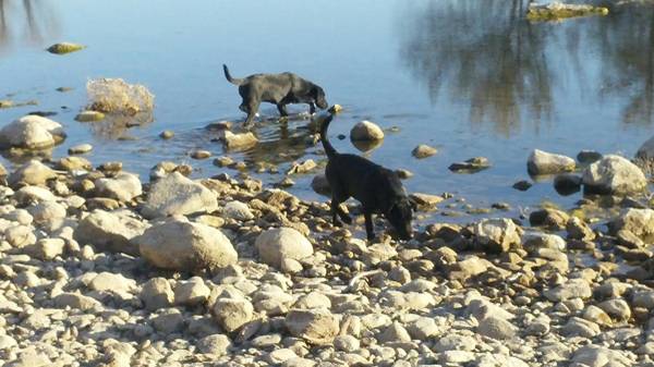 2 pups (guernsey)