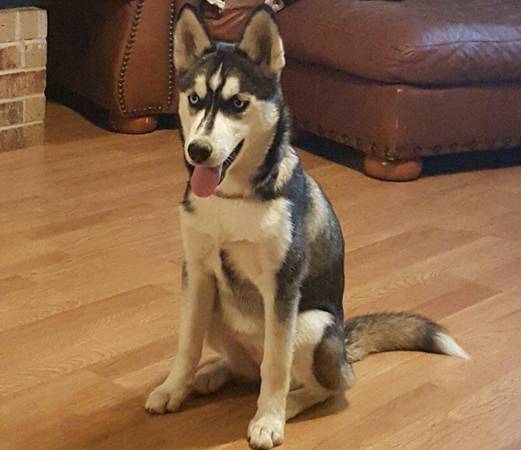 2 siberian huskey puppies one male one female (Rogers)