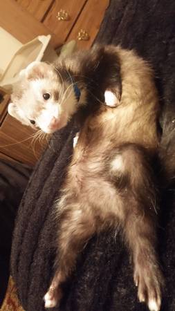 2 sweet ferrets (United States)