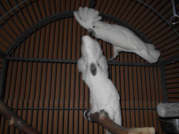 2 Umbrella Cockatoos (Powder Springs)