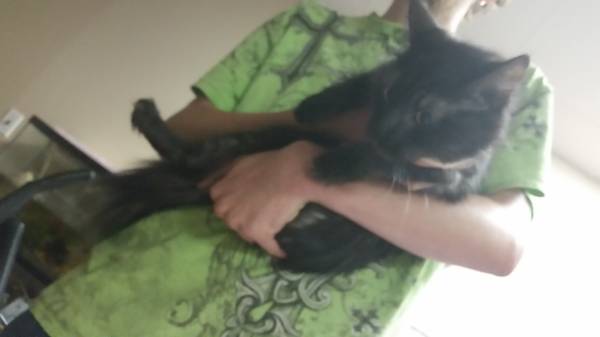 2 year old cat for sale (Newport nh)