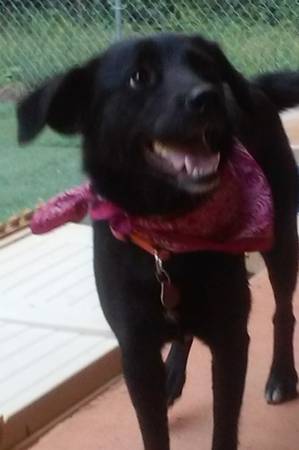 2 Year Old Female Lab Needs a Forever Home