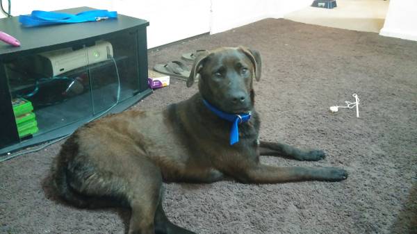2 year old lab mix (east columbus)