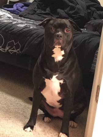 2 year old spayed pit (Okc)