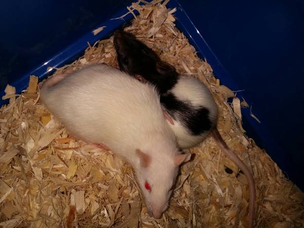 2 young female rats (silverdale)