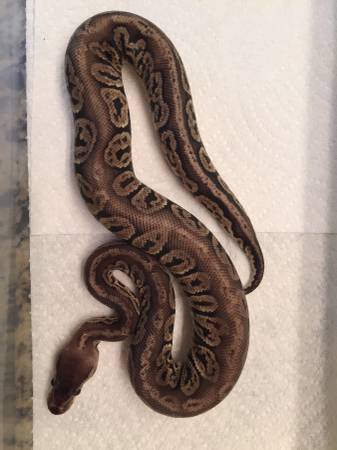 2015 Male Black Pewter Ball Python 150 (Moore, OK)