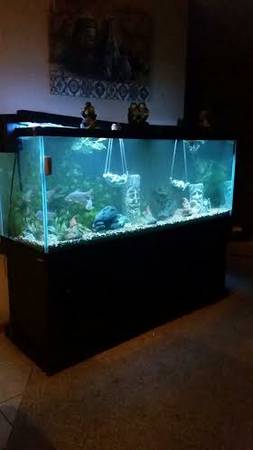 210 Gallon Fish Tank and Fish (Madison, WI)