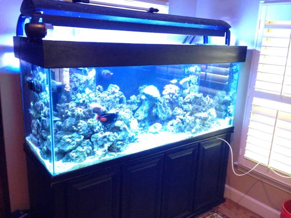 220 gallon reef tank (Buckhead)