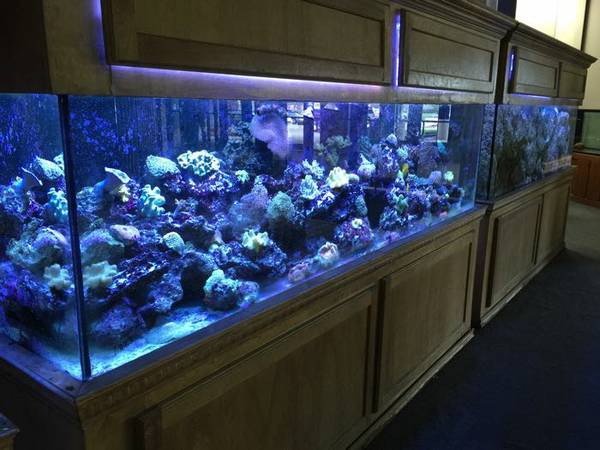 240g aquarium and complete setup CHEAP (Olathe)
