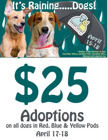 25 dog adoptions