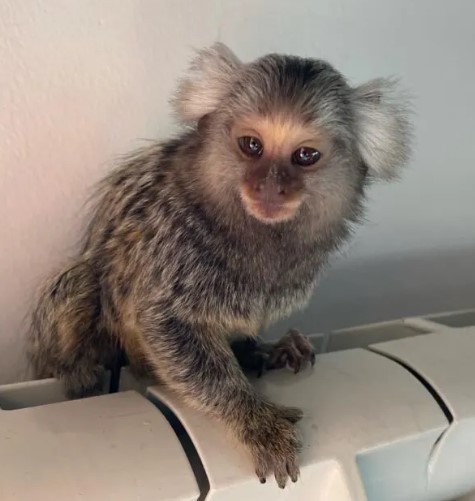 Marmoset Monkey Male