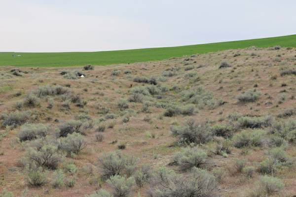 2.7 acres, great price amp location, owner carry (West Richland)