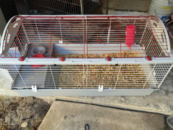 2baby female guinea pigs 1awesome cage