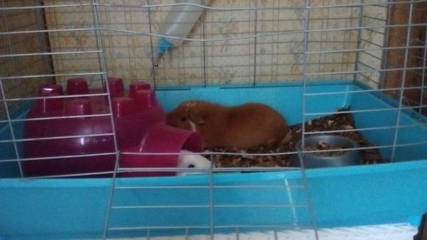 2Guinea Pigs rehome (Nashville)