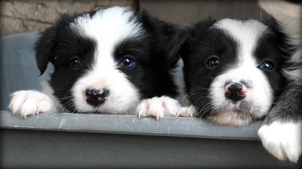 2Left Border collie puppies (Woof) (enumclaww)