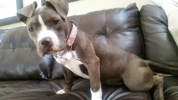 2x miagi bully 5.5 month old female  Housebroken  kids and dogs friend (las vegas)