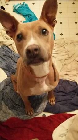 2yr female Basenji mix (Rochester, NH)