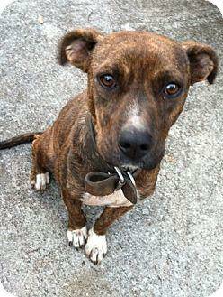 2yr female Plott houndBoxer mix (Rochester, NH)