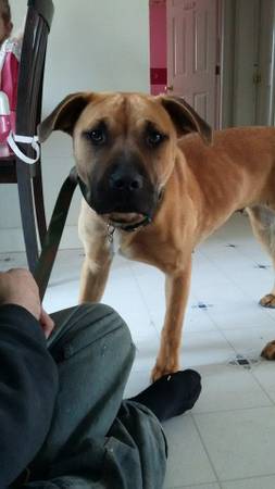 2yr old female Boxerlab mix (Rochester, NH)