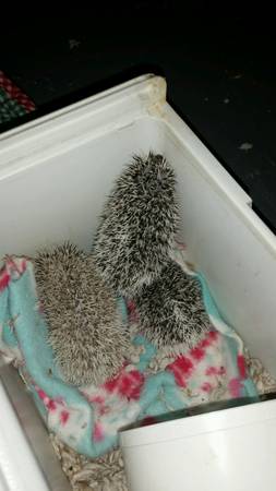 3 baby hedgehogs (newark)