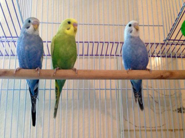 3 baby parakeets  budgies (Aurora)