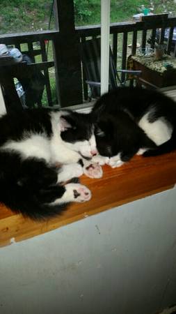 3 black and white kittens ready for a new home (dedham)