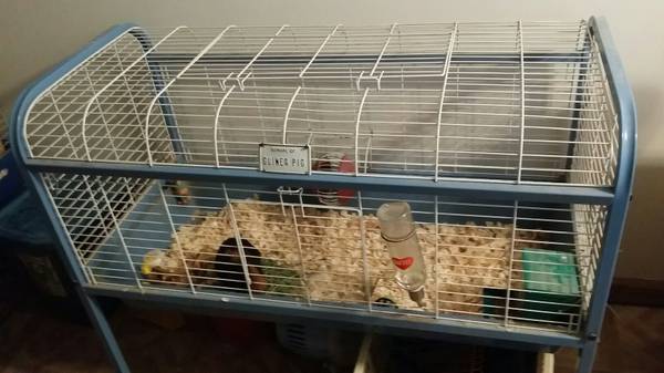 3 brother Guinea pigs w cages amp accessories (Cobb)