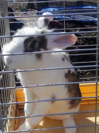 3 bunnys (Youngsville)