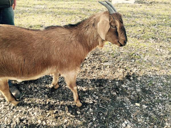 3 female Goats (Tiverton)