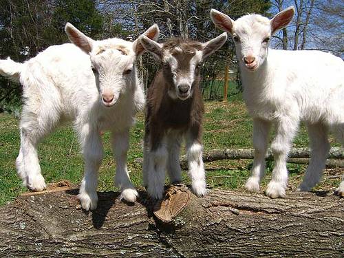 3 goats free to good home (lebanon)