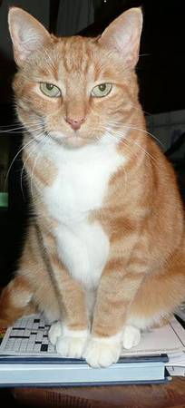 3 Great Cats Need ReHoming (Oxford)