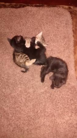 3 Kittens