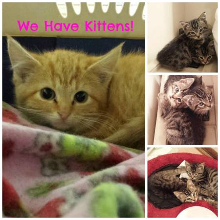 3 Kittens Looking for a New Home (Mitchell SD)