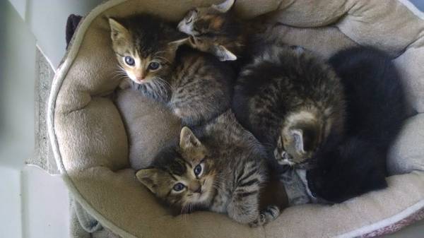 3 kittens to giveaway (Frazee)