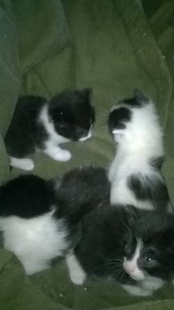 3 left  Fluffy Black and White Long Haired Kittens (Warrendale  NW Detroit)