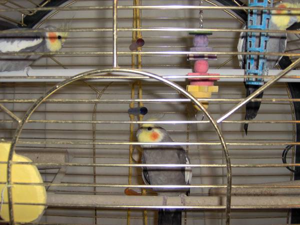 3 Male Cockatiels and cage (Cheyenne)