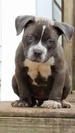 3 month old bully pup looking for a home (Poinciana)