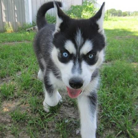 3 Month Old Female Siberian Husky up for adoption.