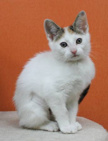 3 month old kittenSuch a cutie (Benbrook)