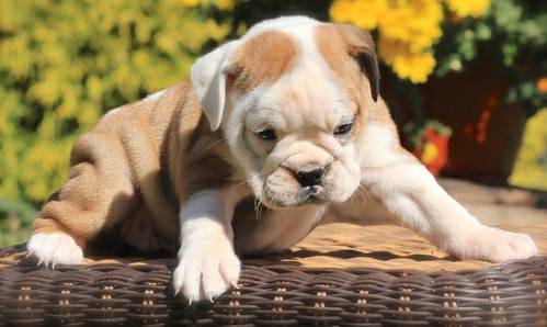 3 Months English Bulldog Pups ready for the right home