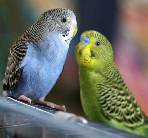 3 Parakeets, Two blue, one green