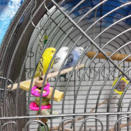 3 Parakeets with cage 50 (Columbus)