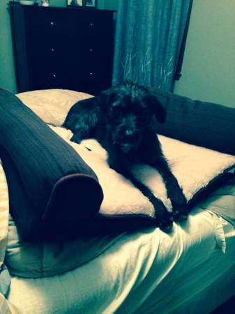 3 Year Old Dog for Rehoming (Greendale)