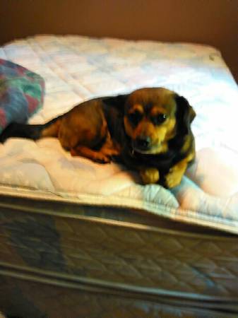 3 year old male chihuaha dashhound mixed (twin cities)